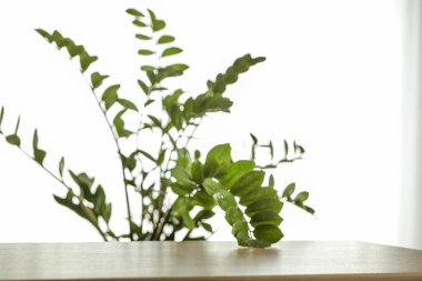 Saksı bitkileri - yapraklar ve saplar ve bulanık ev içi