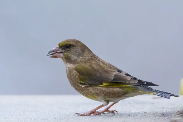 Pinzón verde europeo (chloris chloris) pájaro sentado en el árbol — Foto de Stock