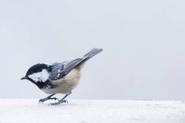 Kömür memeli kuş ağaçta oturuyor Gri arka planda soğuk bir kış günü