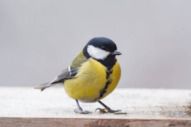 Beautiful great tit perched on a tree in the winter forest in na