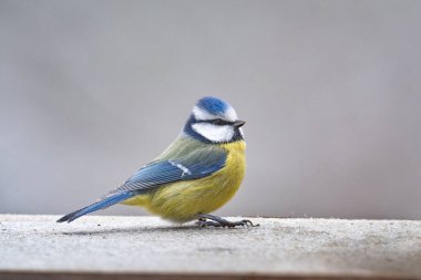 Blue tit bird Cyanistes caeruleus sitting on the perch in winter