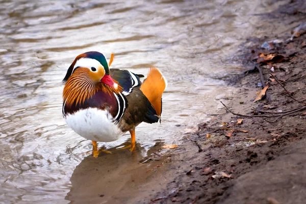 Eine Mandarinenente Sitzt Einem See — Stockfoto