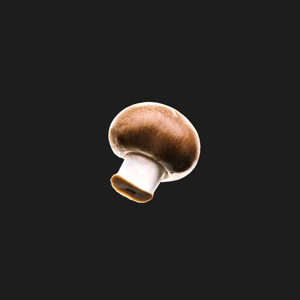 Champignon Isolé Sur Fond Noir — Photo