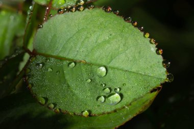  Büyük ve küçük temiz su damlalarıyla yağmurdan sonra taze gül yaprakları. Yazın doğanın güzelliği. Gül dalına yakın çekim yağmur damlaları