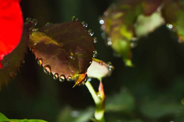 Fresh rose leaves after rain with big and small clear water drops closeup. Beauty of nature in summertime. Rain drops closeup on rose bush branch