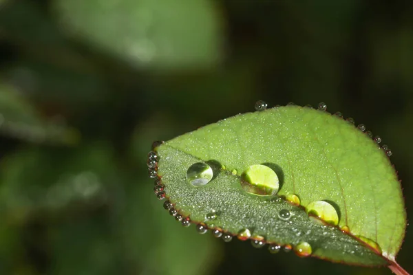 Fresh rose leaves after rain with big and small clear water drops closeup. Beauty of nature in summertime. Rain drops closeup on rose bush branch