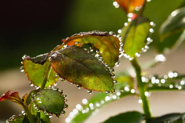 Fresh rose leaves after rain with big and small clear water drops closeup. Beauty of nature in summertime. Rain drops closeup on rose bush branch