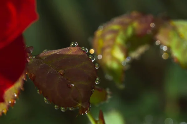 Fresh rose leaves after rain with big and small clear water drops closeup. Beauty of nature in summertime. Rain drops closeup on rose bush branch