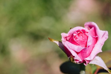 Bahçede yeşil arka planda güzel pembe bir gül. 