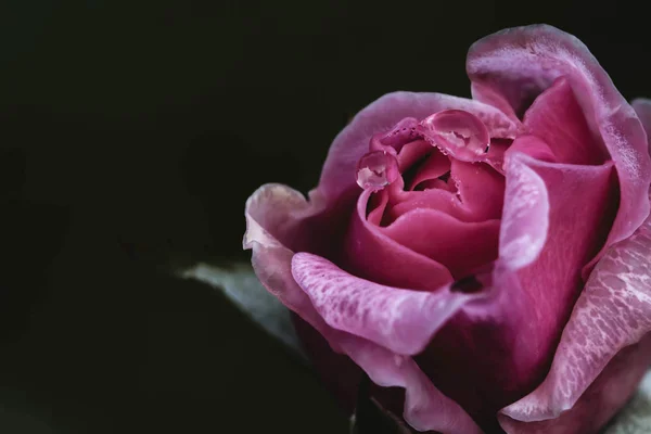 Bahçedeki güzel pembe gül Siyah bir arka planda.