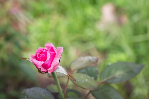 Rosa Bonita Rosa Jardim Fundo Verde — Fotografia de Stock