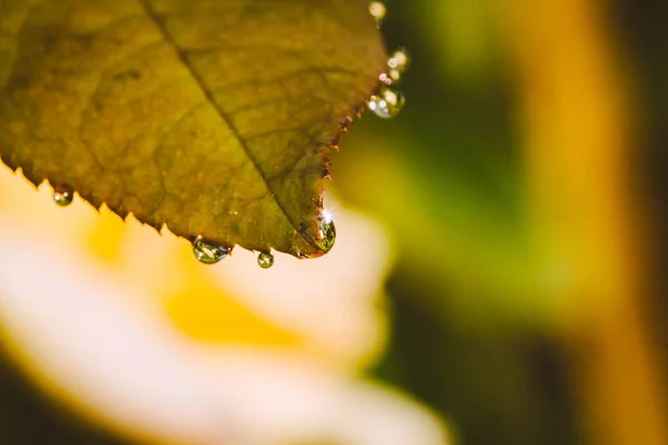 Fresh rose leaves after rain with big and small clear water drops closeup. Beauty of nature in summertime. Rain drops closeup on rose bush branch