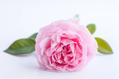 Pembe Gül beyaz arkaplanda izole edildi