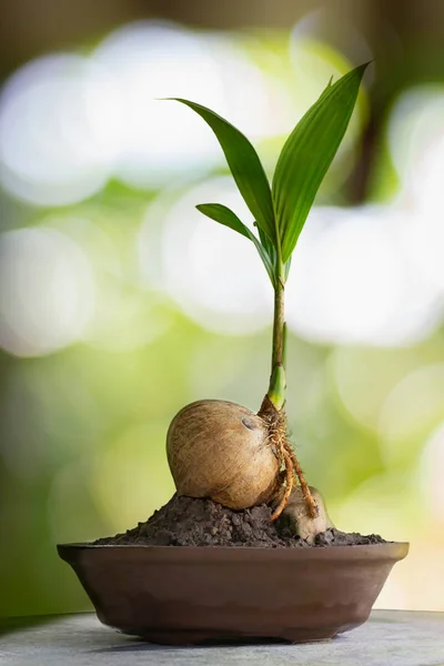 Hindistan cevizi bonsai ağacı mermer masa arka planında.