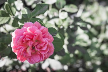 Pembe Gül, arka planda yeşillik olan tek pembe gül. Çiçek gülüne odaklan.