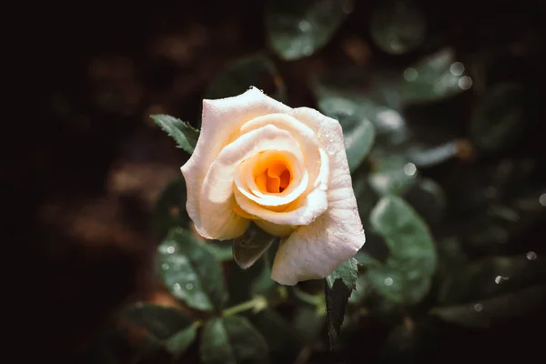 Bright Pastel Rose Single Rose Growing Greenery Background Selective Focus — Stock Photo, Image