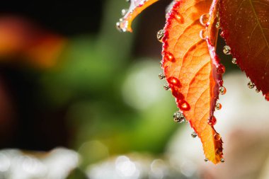 Sabah su damlaları gül yapraklarına düşer