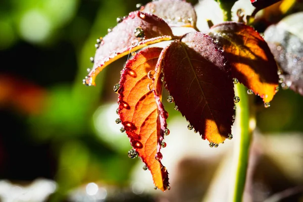 Morning water drops on rose leaves