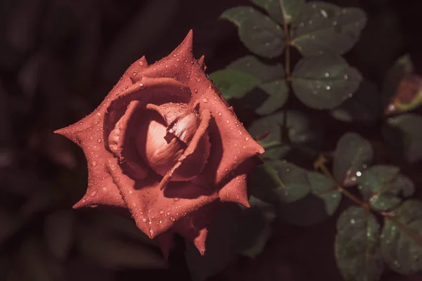 İnci pembesi, arka planda yeşillikle büyüyen tek pembe gül. Gülün seçici odağı.