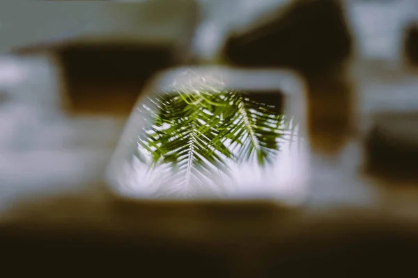 Cep telefonlarında hindistan cevizi yapraklarının yansıması