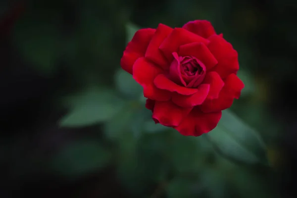 Kırmızı gül. Arka planda yeşillik olan tek kırmızı gül. Gülün seçici odağı.