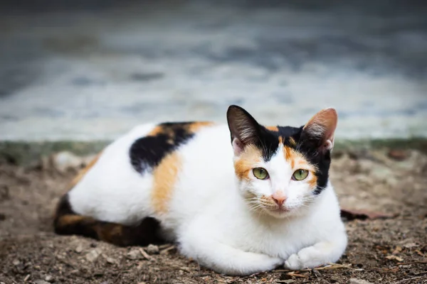 Közelkép Három Színes Macskáról Akik Földön Pihennek — Stock Fotó
