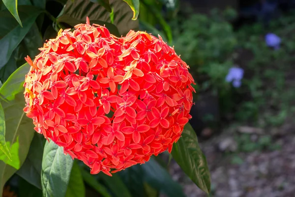 Sevgililer günü konsepti - yeşil yapraklı kalp şeklinde kırmızı iğne çiçeği