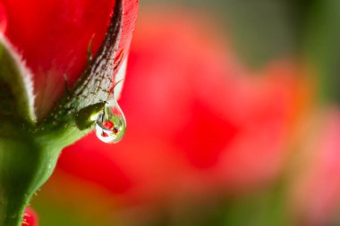 Kırmızı gül tomurcuklarına damlalar. Gül çiçek açar. Tomurcuğa çiğ damlaları ve gül yaprakları. Yağmur damlaları. Makro fotoğraf.. 