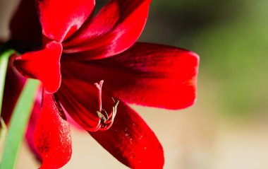 Makro çiçekli güzel kırmızı zambak. Yeşil arka planda renkli bitki. Büyük karaciğer ve erkek organlar..