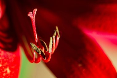 Makro çiçekli güzel kırmızı zambak. Yeşil arka planda renkli bitki. Büyük karaciğer ve erkek organlar..