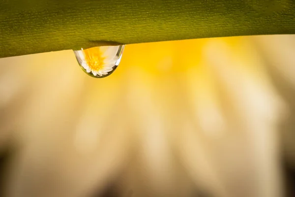 Çiy damlasında nilüfer çiçeğinin yansıması. Güllerin dallarına bir damla su. Makroyu kapat. 