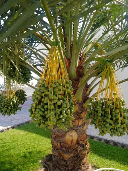 Green date palm fruits ready to harvest in Qatar, Arab,Middle East