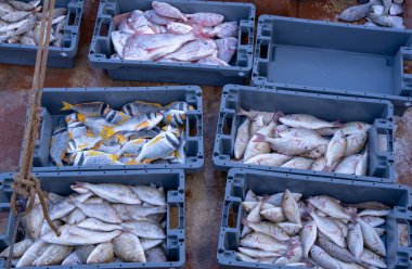 Background image of fishes caught from sea ready for sale in Qat