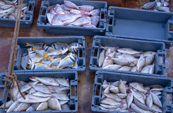 Imagem de fundo dos peixes capturados do mar pronto para venda em Qat — Fotografia de Stock