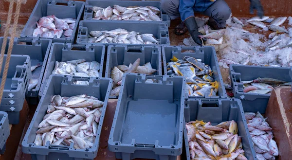 Imagem de fundo de peixes capturados do mar prontos para venda no Qatar — Fotografia de Stock
