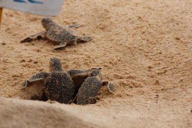 Yavru deniz kaplumbağası yumurtadan çıkıyor. Bir gün Hikkaduwa 'da kaplumbağa çiftliğinde deniz kaplumbağaları, Sri Lanka turizmi. Yavru deniz kaplumbağası.