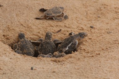 Yavru deniz kaplumbağası yumurtadan çıkıyor. Bir gün Hikkaduwa 'da kaplumbağa çiftliğinde deniz kaplumbağaları, Sri Lanka turizmi. Yavru deniz kaplumbağası.