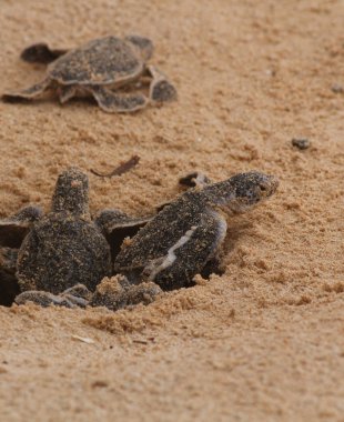 Yavru deniz kaplumbağası yumurtadan çıkıyor. Bir gün Hikkaduwa 'da kaplumbağa çiftliğinde deniz kaplumbağaları, Sri Lanka turizmi. Yavru deniz kaplumbağası.
