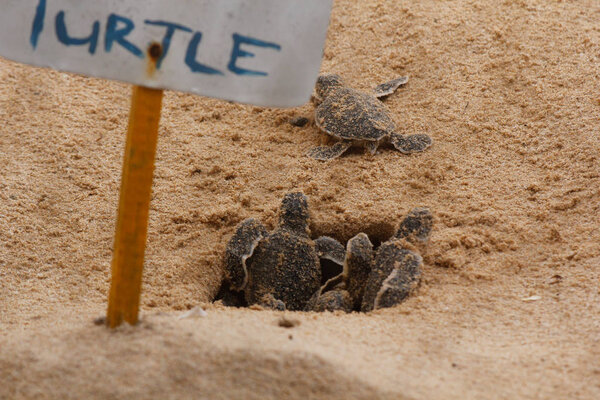 baby sea turtle hatching. One day old sea turtles in Hikkaduwa in the turtle farm.,Sri Lanka tourism . Loggerhead baby sea turtle