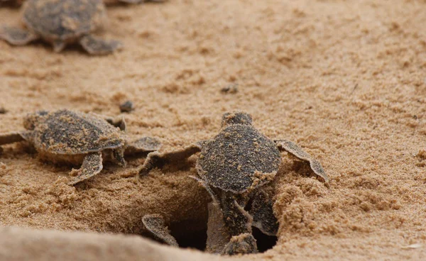 Yavru deniz kaplumbağası yumurtadan çıkıyor. Bir gün Hikkaduwa 'da kaplumbağa çiftliğinde deniz kaplumbağaları, Sri Lanka turizmi. Yavru deniz kaplumbağası.