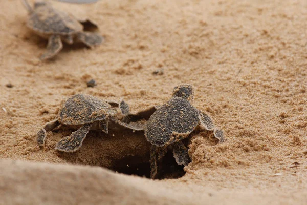 baby sea turtle hatching. One day old sea turtles in Hikkaduwa in the turtle farm.,Sri Lanka tourism . Loggerhead baby sea turtle