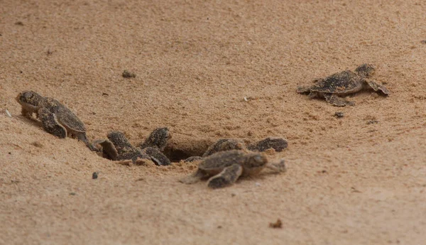 Yavru deniz kaplumbağası yumurtadan çıkıyor. Bir gün Hikkaduwa 'da kaplumbağa çiftliğinde deniz kaplumbağaları, Sri Lanka turizmi. Yavru deniz kaplumbağası. — Stok fotoğraf