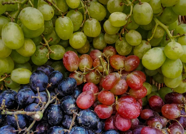 Achtergrond: Mix van gesorteerde verse druiven op achtergrond — Stockfoto