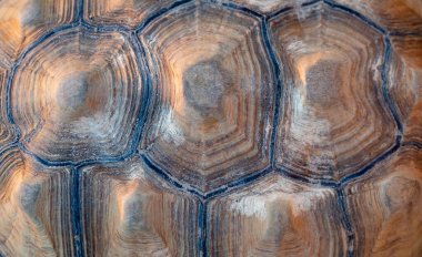 Çöl kaplumbağası (Gopherus agassizii ve Gopherus morafkai), çöl kaplumbağaları olarak da bilinen iki kaplumbağa türüdür. Çöl kaplumbağası, çöl kaplumbağası olarak da bilinir.