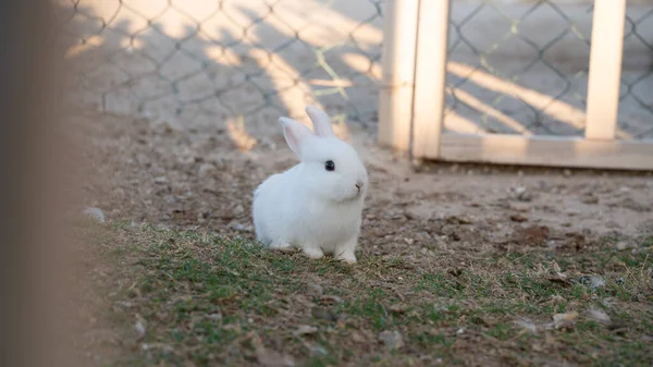 Young White Rabbit House Garden — Stock Photo, Image