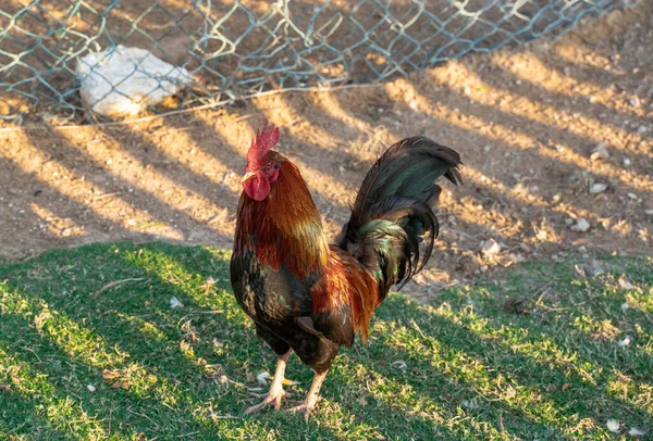 Rooster and hen. Hen and rooster togeather in the organic countryside home farming