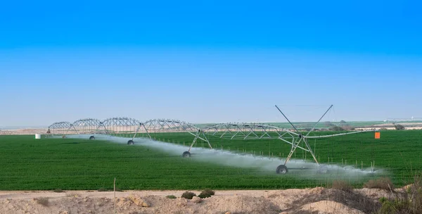 Tomatfält Bevattnas Ett System Med Pivotsprinkler Qatar Odlingar — Stockfoto