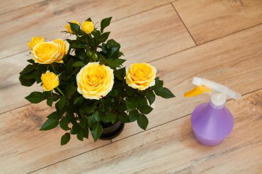 Homemade yellow rose and sprayer for flowers. Domestic perennial plant. Spraying water. Plant care. clipart