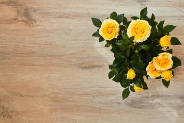 Ahşap zemindeki bir çömlekte sarı gül çalısı. Evde bahçe işleri..