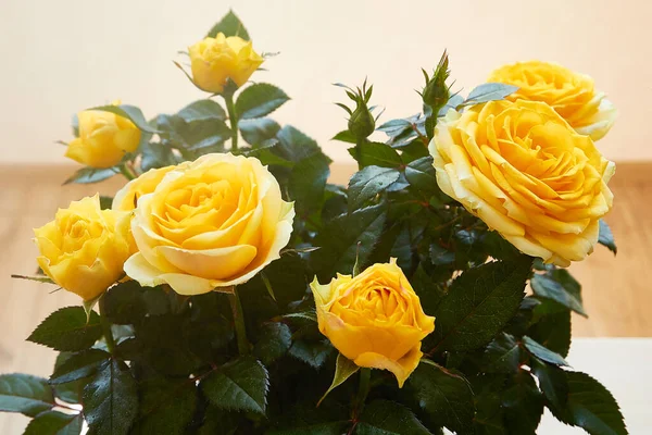 Homemade yellow rose. Domestic perennial flower. Spraying water. Plant care. — Stock Photo, Image